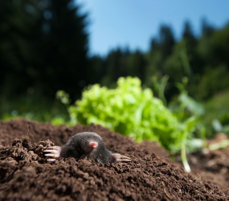 Foto van mol in de grond