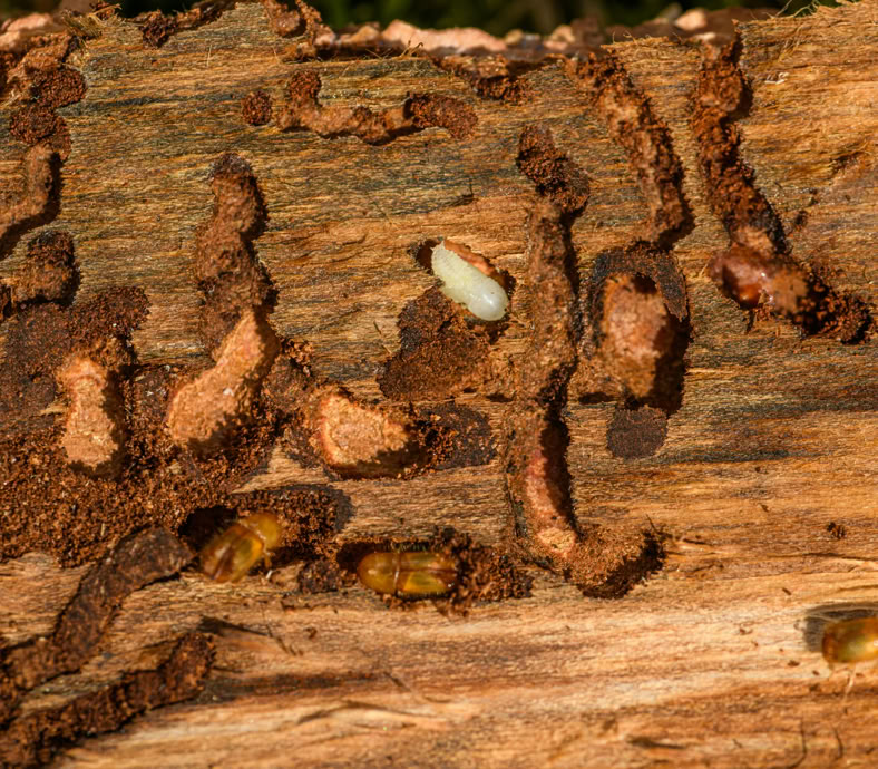 Foto van houtworm